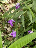 Heimat ist Guatemala 