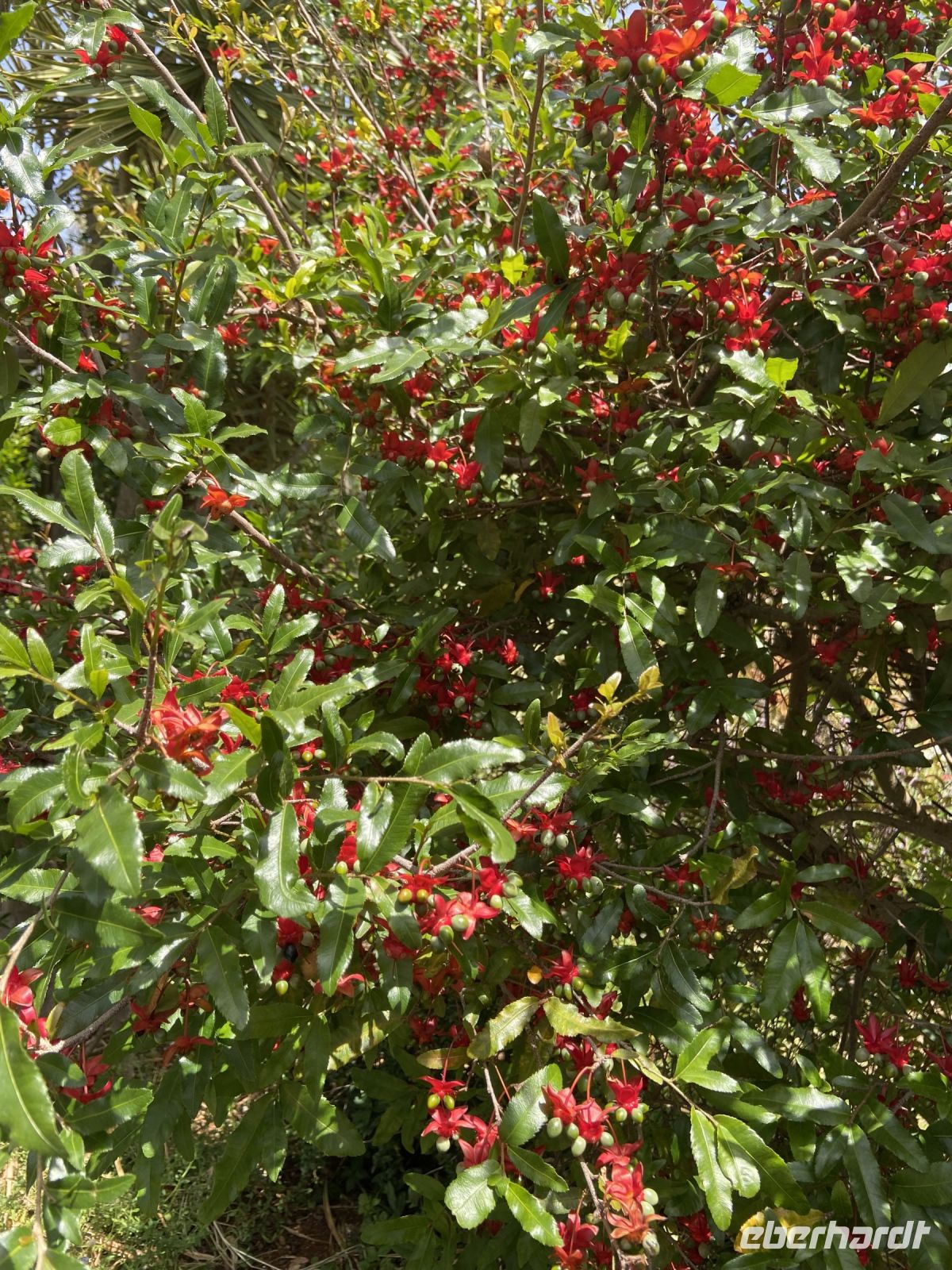 Spitzname „Mickey Maus-Baum“