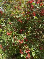 Spitzname „Mickey Maus-Baum“