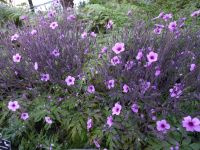 Botanischer Garten in Funchal - Madeira Storchschnabel