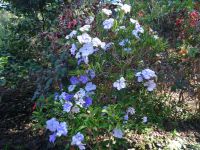 Botanischer Garten von Funchal - Yesterday, Today, Tomorrow