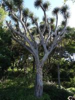 Botanischer Garten von Funchal - Drachenbaum