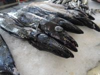 Funchal - Markthalle, schwarzer Degenfisch