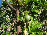 Levada Wanderung - Passionsfrucht