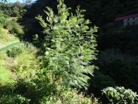 Levada Wanderung - Akazie Mimose