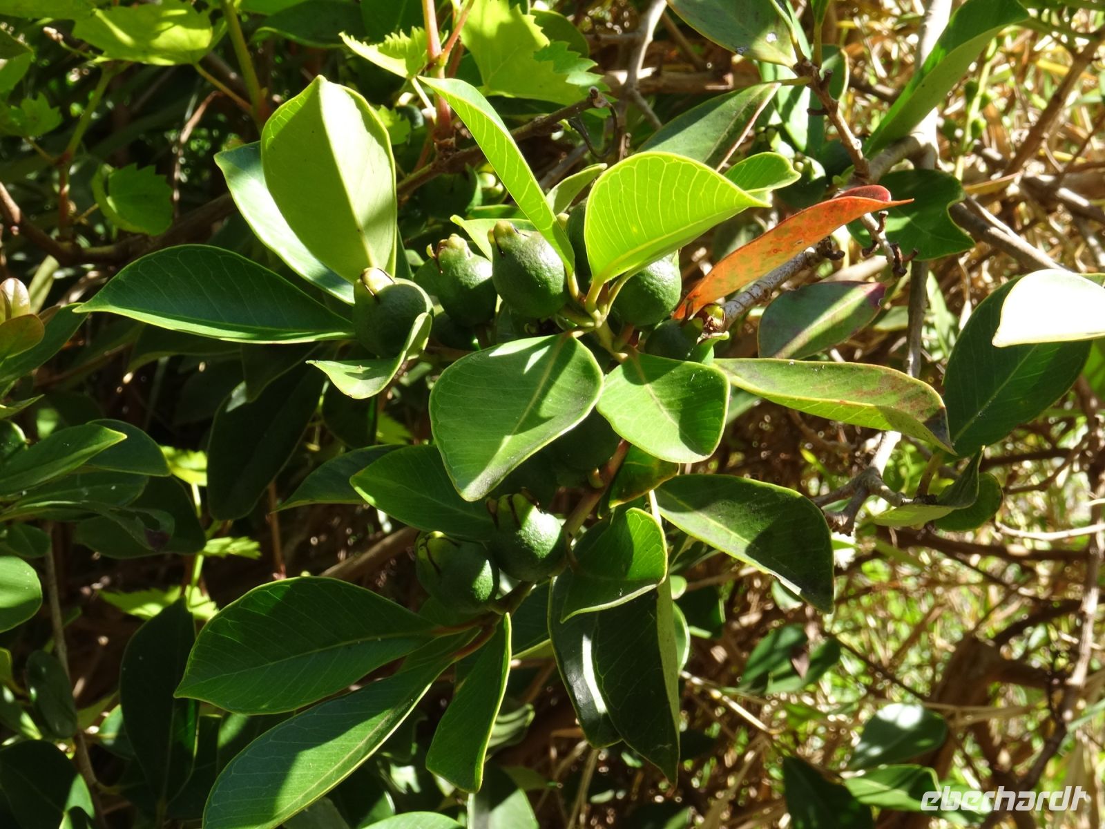 Levada Wanderung - Ananas Guave