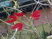 Levada Wanderung - Weihnachtsterne