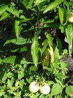 Levada Wanderung - Melonen-Birne