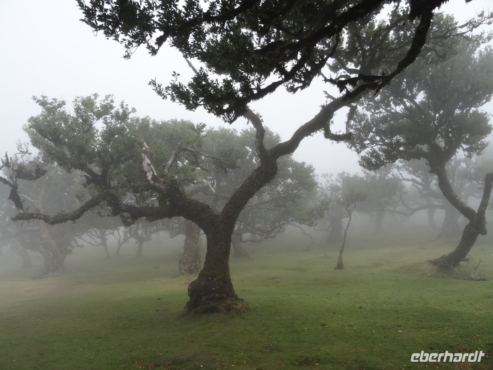 der mystische Wald von Fanal