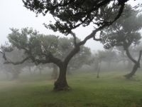 der mystische Wald von Fanal