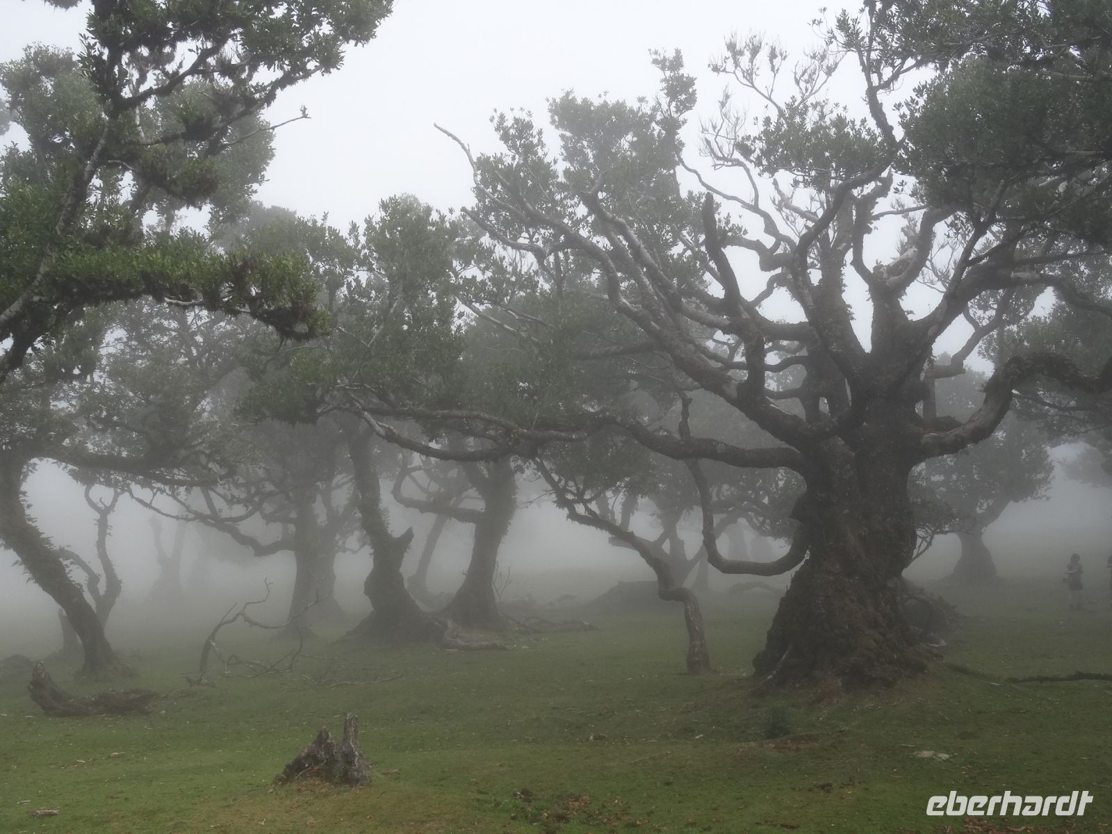 Fanal - mystischer Wald