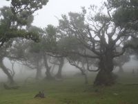 Fanal - mystischer Wald