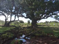 Fanal - mystischer Wald