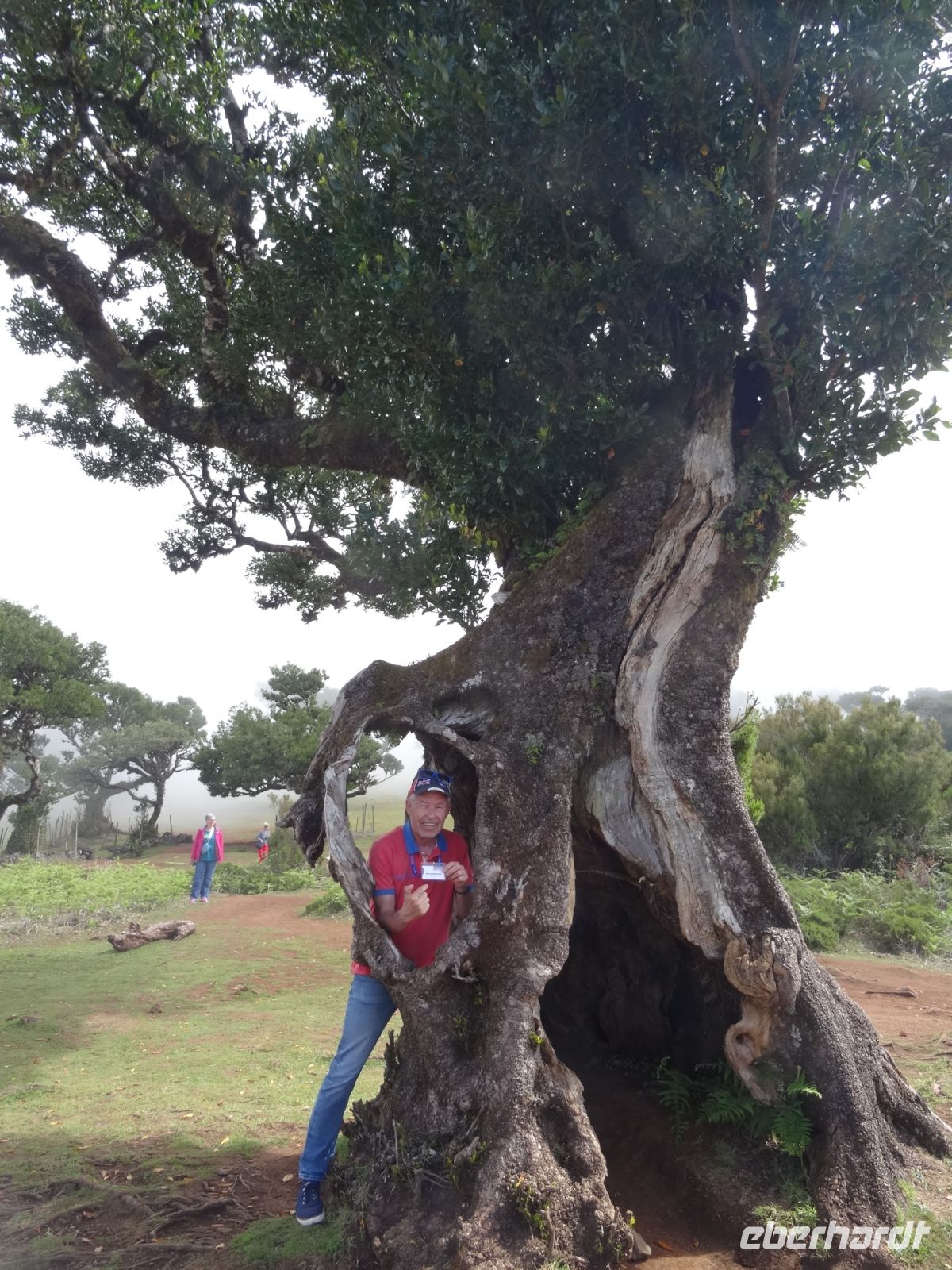 Reiseleiter im mystischen Wald von Fanal