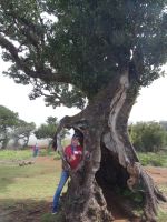 Reiseleiter im mystischen Wald von Fanal