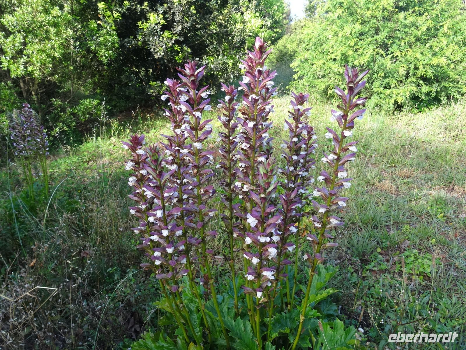 Quinta do Palheiro = Blandy's Privatgarten - Acantus