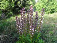 Quinta do Palheiro = Blandy's Privatgarten - Acantus