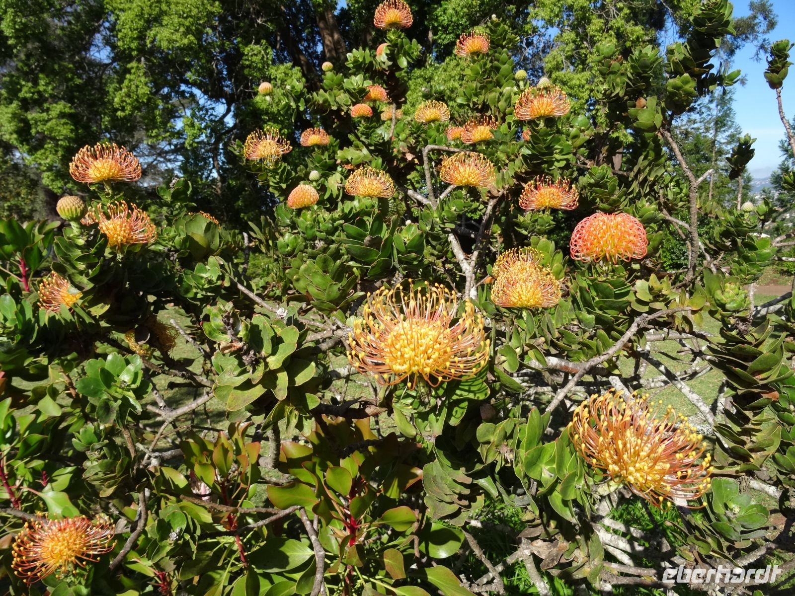 Blandy's Garten - Protea