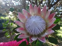 Blandy's Garten - Königsprotea