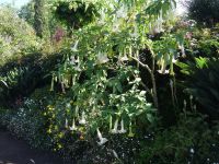 Blandy's Garten - Trompetenbaum