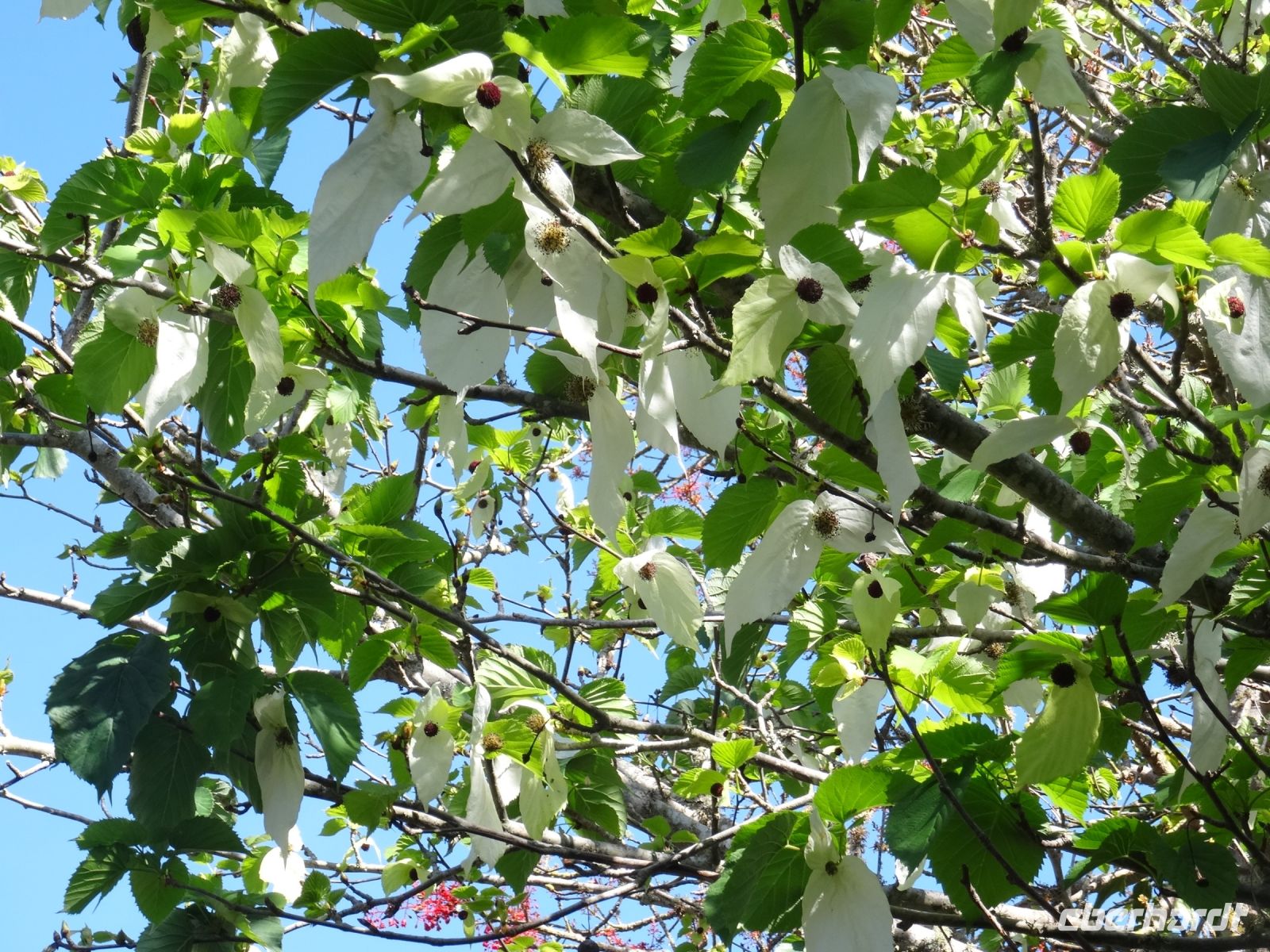 Blandy's Garten - Taschentuchbaum