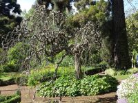 Blandy's Garten - japanischer Pagodenbaum