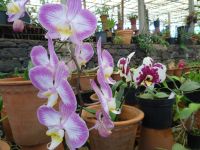 Quinta do Boa Vista -Orchideengarten