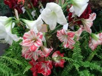 Funchal - Blumengesteck