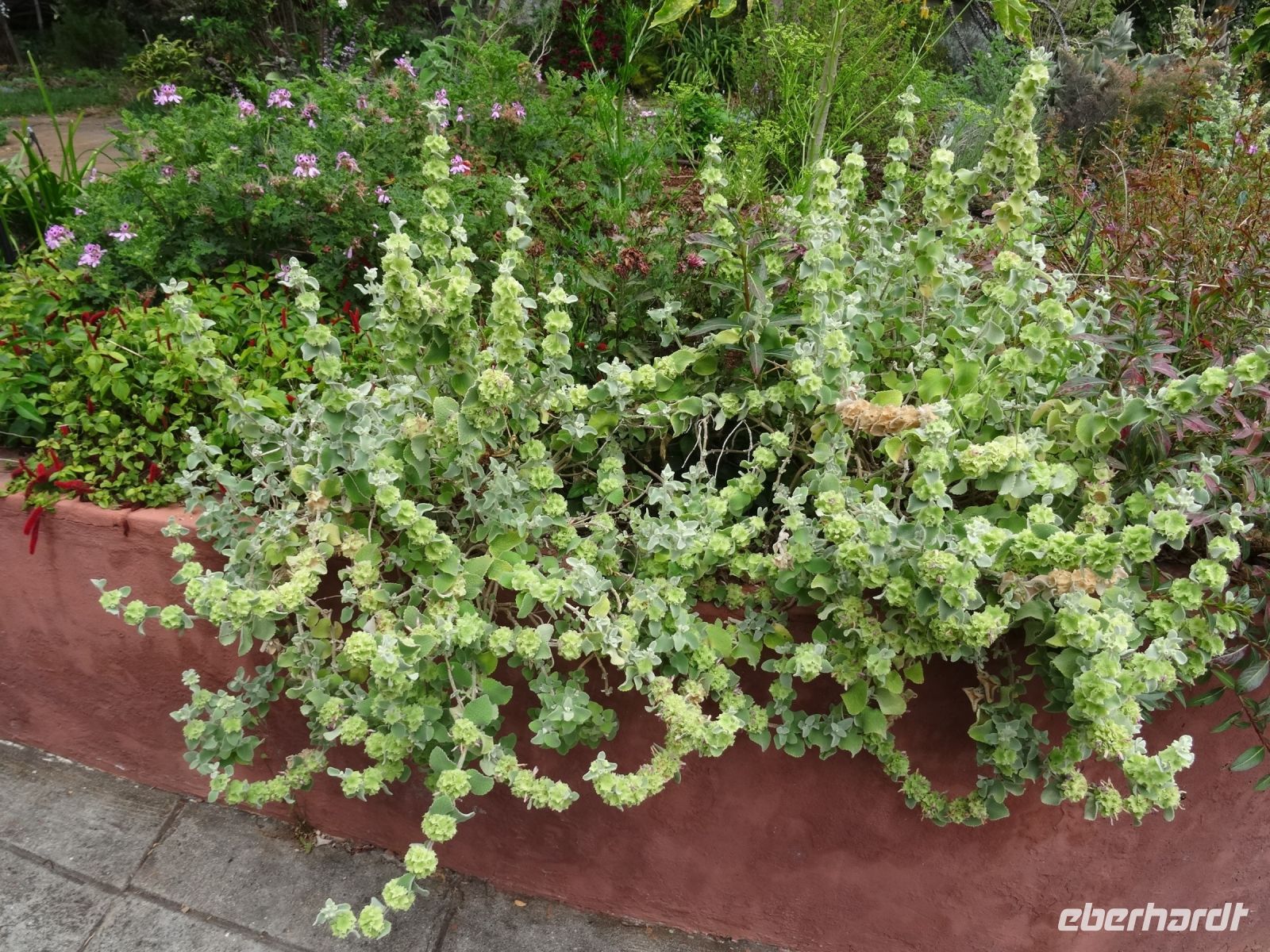 Esmeraldas Kräutergarten - Lichtpflanze