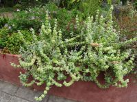 Esmeraldas Kräutergarten - Lichtpflanze