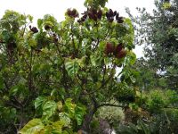 Lippenstiftbaum im Kräutergarten von Esmeralda