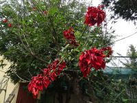 Esmeraldas Kräutergarten - Korallenbaum