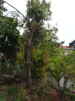 Zimtbaum in Esmeraldas Kräutergarten