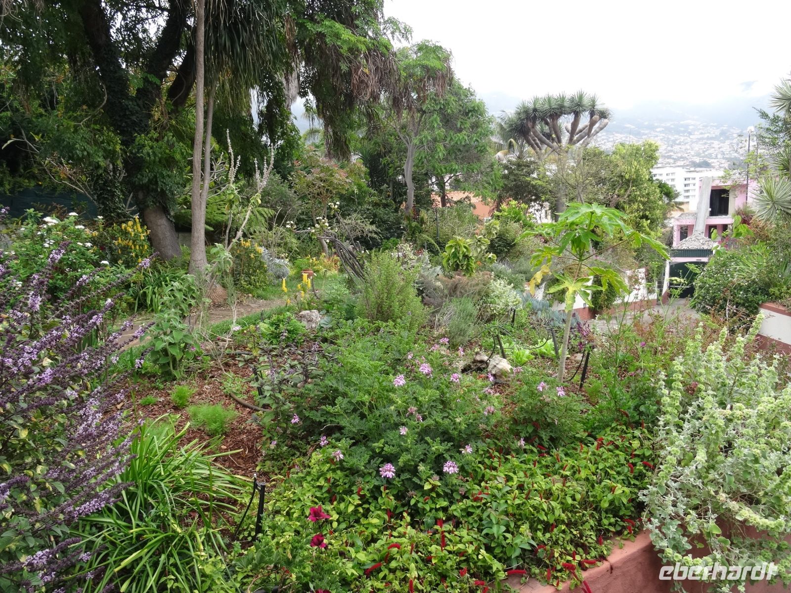 der Kräutergarten von Esmeralda