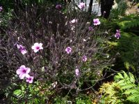 Funchal, Botanischer Garten - Madeira Storchschnabel