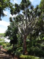 Funchal, Botanischer Garten - Drachenbaum