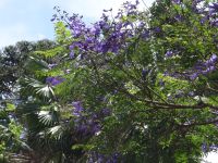 Botanischer Garten in Funchal - Jacaranda