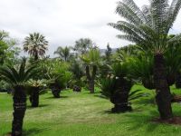 Funchal - Botanischer Garten
