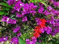 Funchal, Botanischer Garten - Bouganvillea