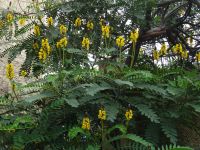 Funchal, Botanischer Garten - Popcorn-Strauch