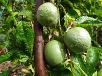 Levada - Wanderung - Maracuja