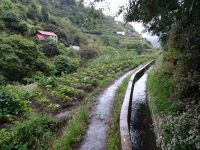 kleine Gemüsefelder entlang der Levada