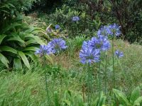 Levada - Wanderung - Agapanthus
