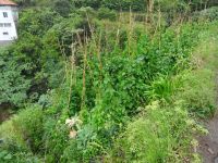 Levada - Wanderung - kleines Gemüsefeld