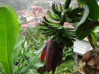Levada - Wanderung - Bananenfrucht