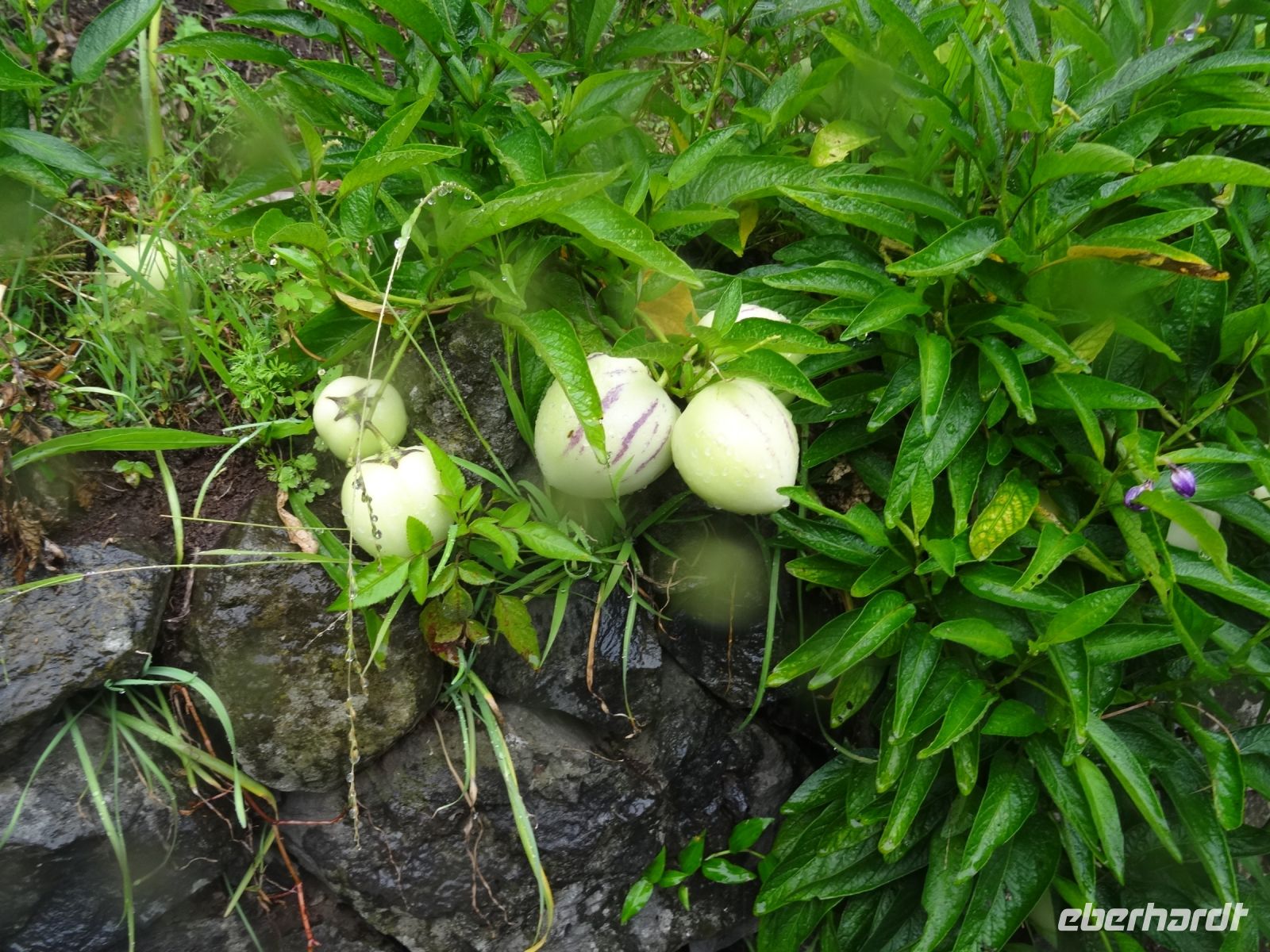 Levada - Wanderung - Melonenbirne