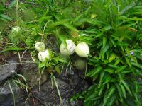 Levada - Wanderung - Melonenbirne