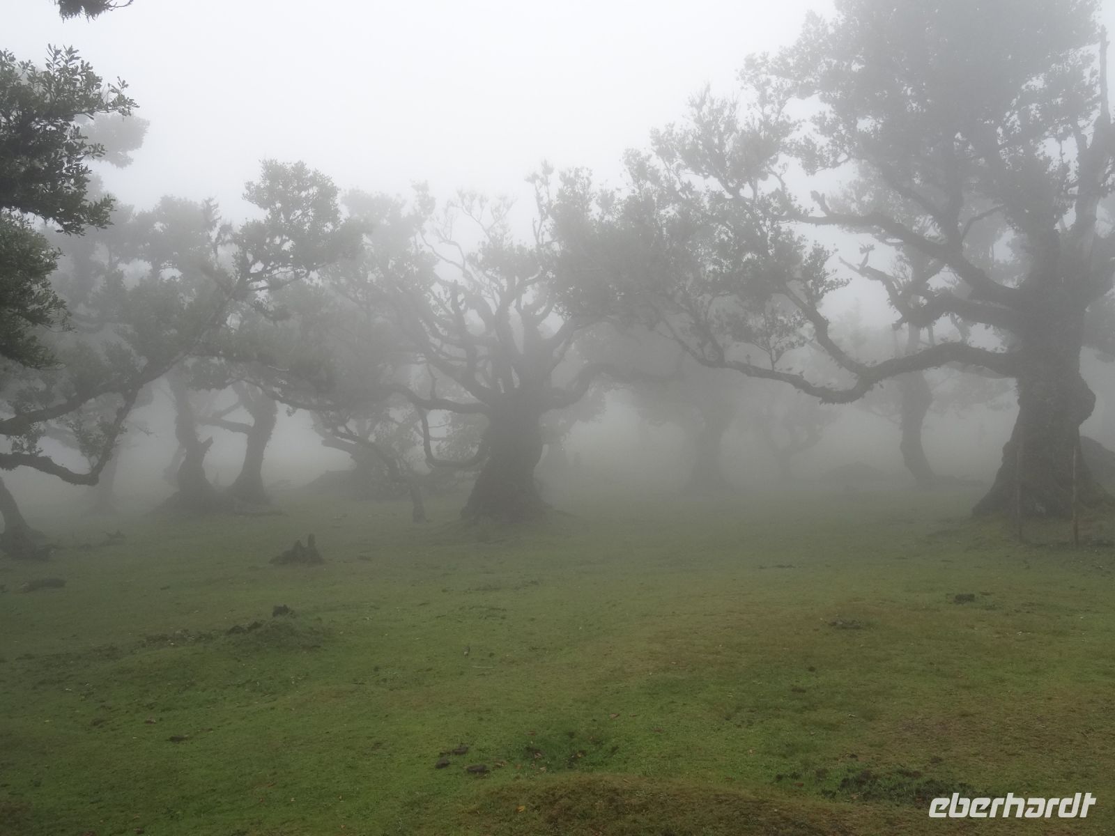 der mystische Wald von Fanal
