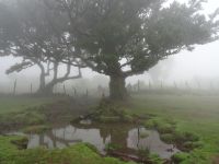 mystischer Wald von Fanal