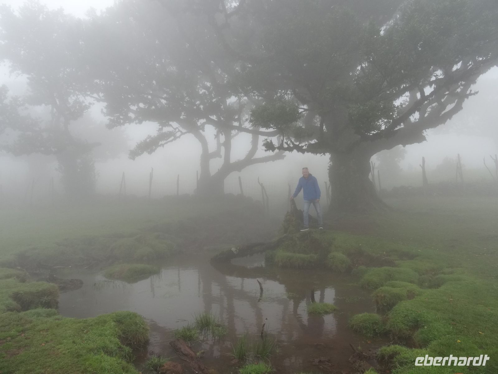 Reiseleiter im mystischen Wald von Fanal